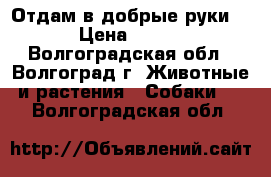 Отдам в добрые руки  › Цена ­ 100 - Волгоградская обл., Волгоград г. Животные и растения » Собаки   . Волгоградская обл.